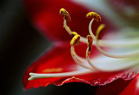 01_amarilis_3