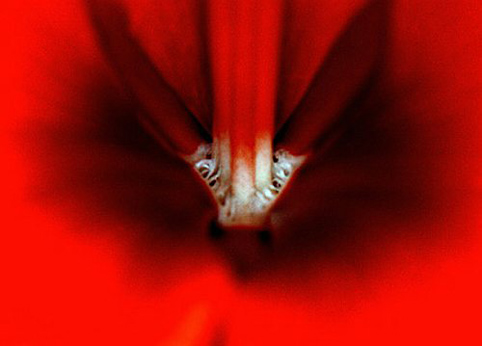 01_amarilis_6