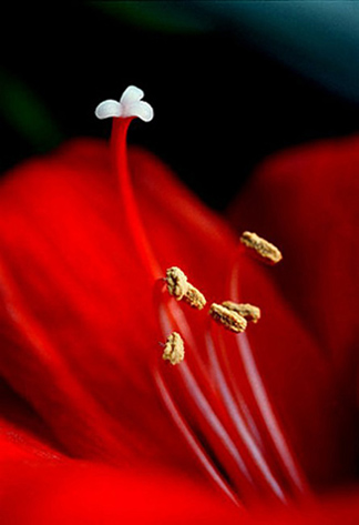 01_amarilis_8