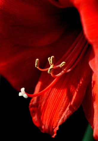 01_amarillis_9