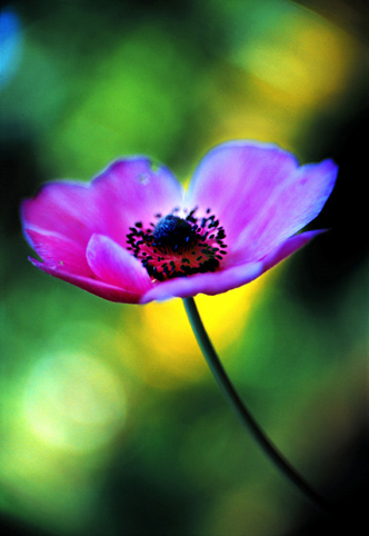 02_Anemone_2