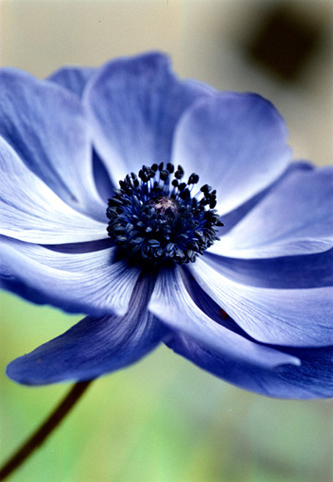 02_Anemone_24