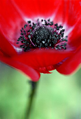 02_Anemone_5