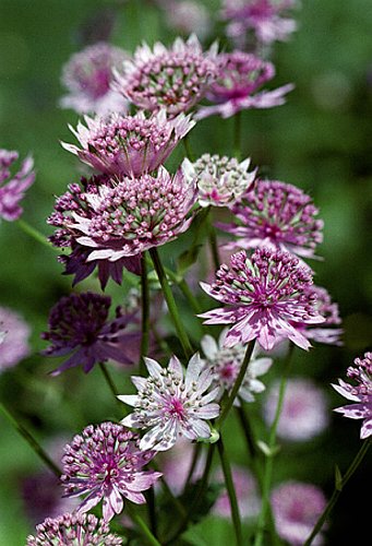 03_Astrantia_1