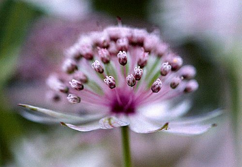 03_Astrantia_2