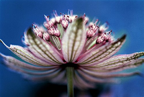 03_Astrantia_4