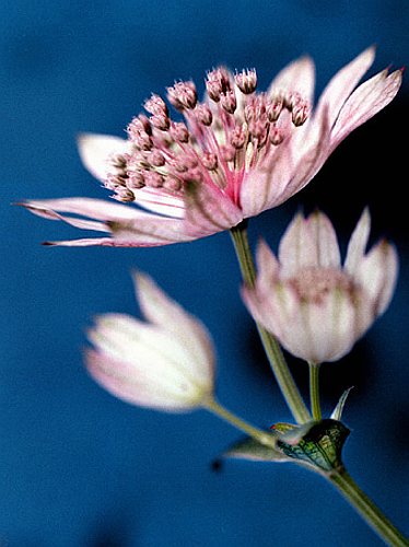 03_Astrantia_5