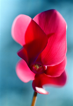 05_Cyklamen_4