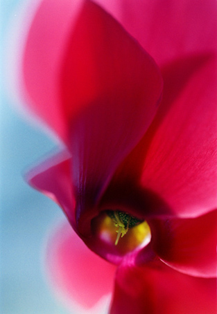 05_Cyklamen_5