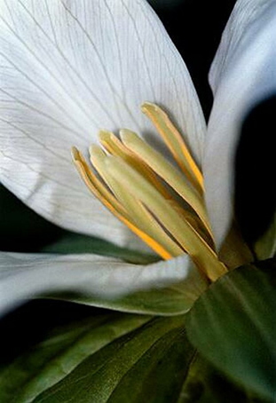 05_Trillium