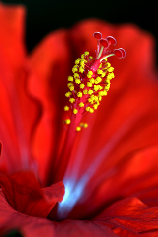 06_Hibiskus_01
