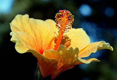 06_Hibiskus_03