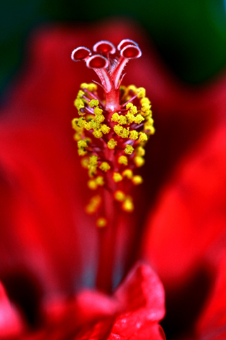 06_Hibiskus_06