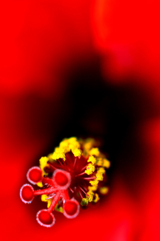 06_Hibiskus_08