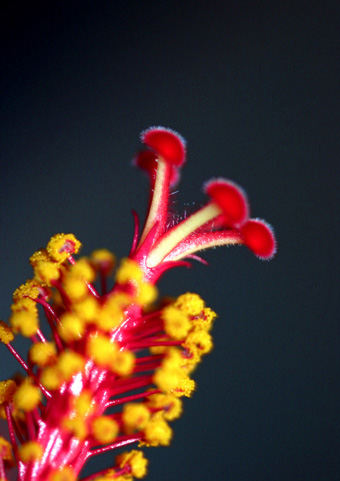 06_Hibiskus_09