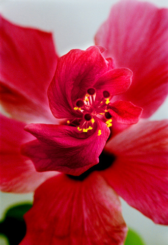 06_Hibiskus_10
