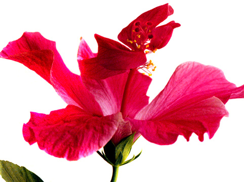 06_Hibiskus_5