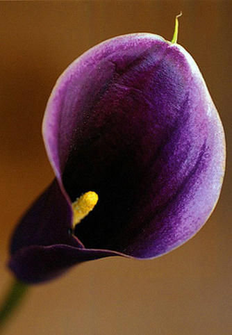 07_kalla_6