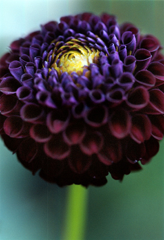 08_Dahlia_1