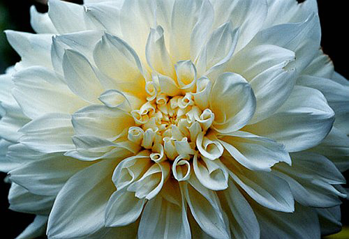 08_Dalia_2