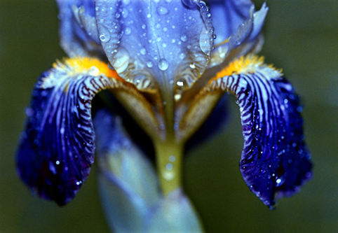 10_Iris_sibirica2