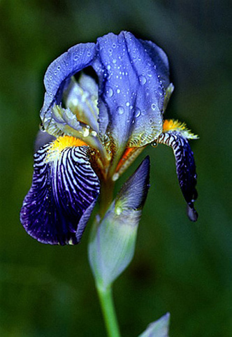 10_Iris_sibirica4