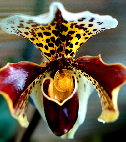 11_Paphiopedilum