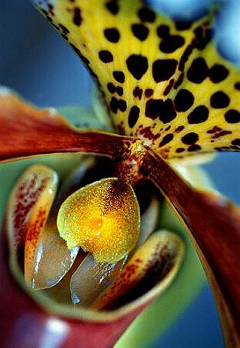 11_Paphiopedilum1