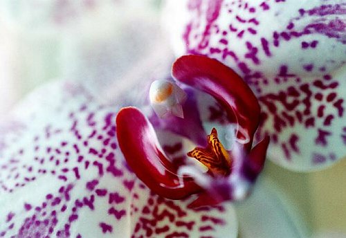 11_Phalaenopsis