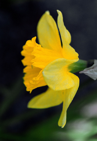 12_pasklilja