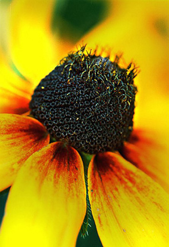 13_Rudbeckia