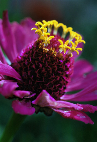 13_Zinnia_2