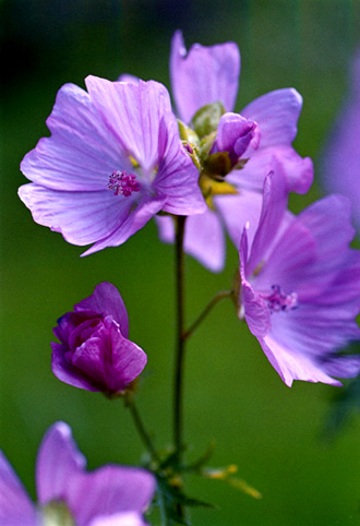 13_malva