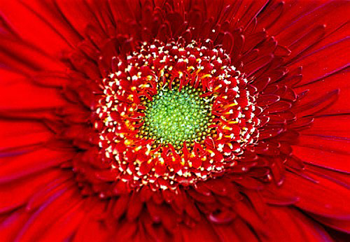 14_gerbera_1