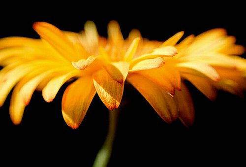14_gerbera_2