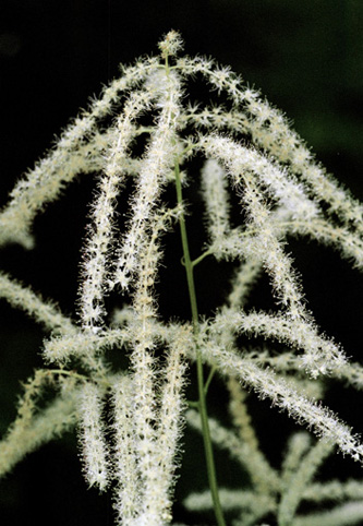 16_Aruncus