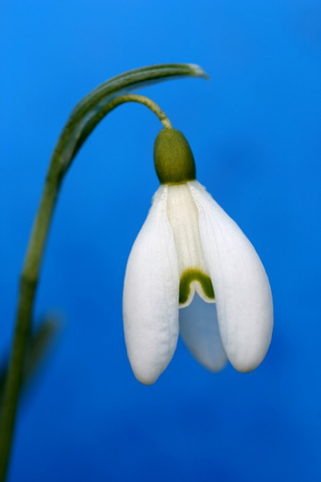 16_Snodrop_6