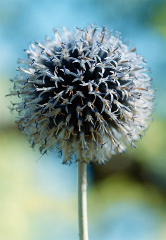 16_bolltistel