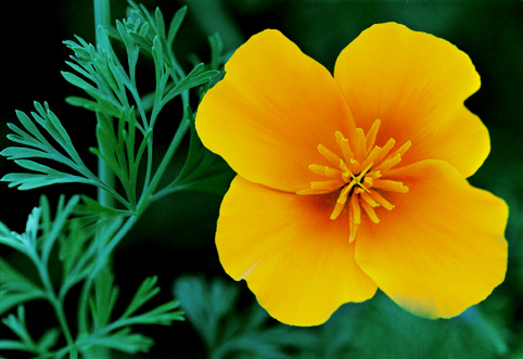 17_Eschscholzia1
