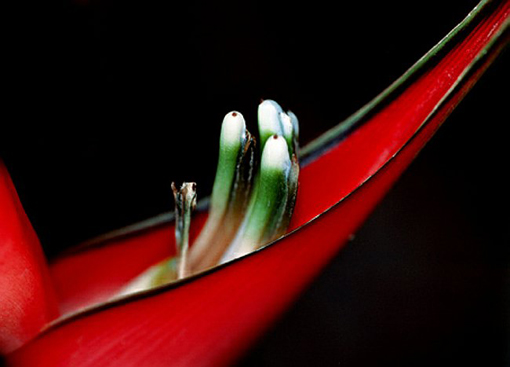 17_Heliconia
