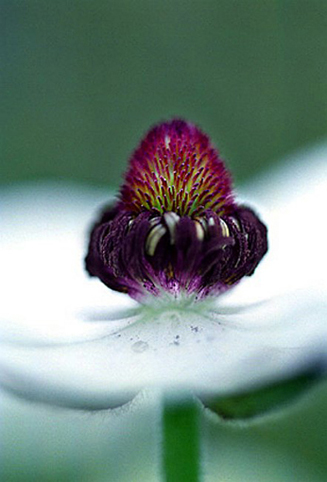 17_Ranunculus