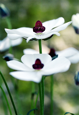 17_Ranunculus1