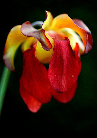17_Sarracenia