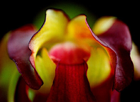 17_Sarracenia1