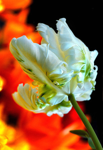 20_tulipa_10