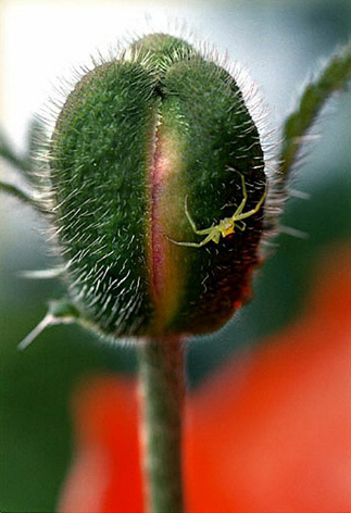 21_Vallmo2