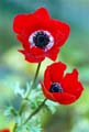 02_Anemone_1
