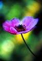 02_Anemone_2