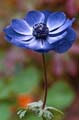 02_Anemone_21