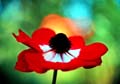 02_Anemone_22